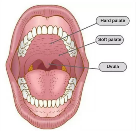 Illustration of open mouth
